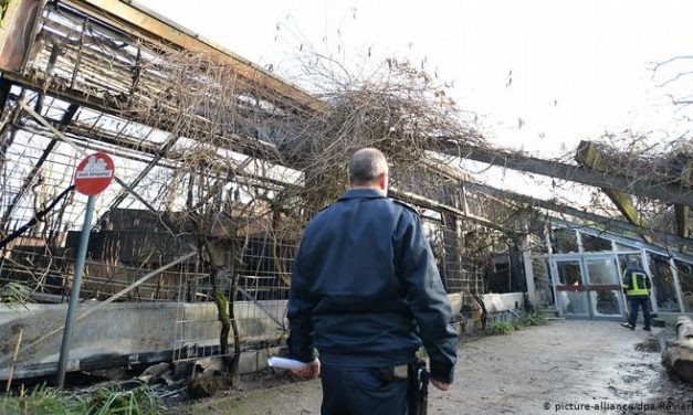 Krefeld: Egy gorillát le kellett lőni