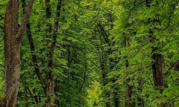 <span class="entry-title-primary">Rajzolt mese</span> <span class="entry-subtitle">Szabó Palócz Attila vizuális prózaverse</span>