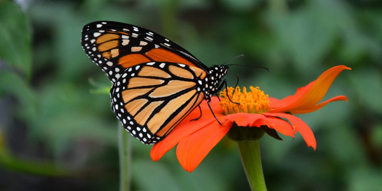 <span class="entry-title-primary">Újabb faj repül a kipusztulás felé</span> <span class="entry-subtitle">A különös életmódot folytató pompás királylepke tenyésztéssel pótolhatatlan</span>