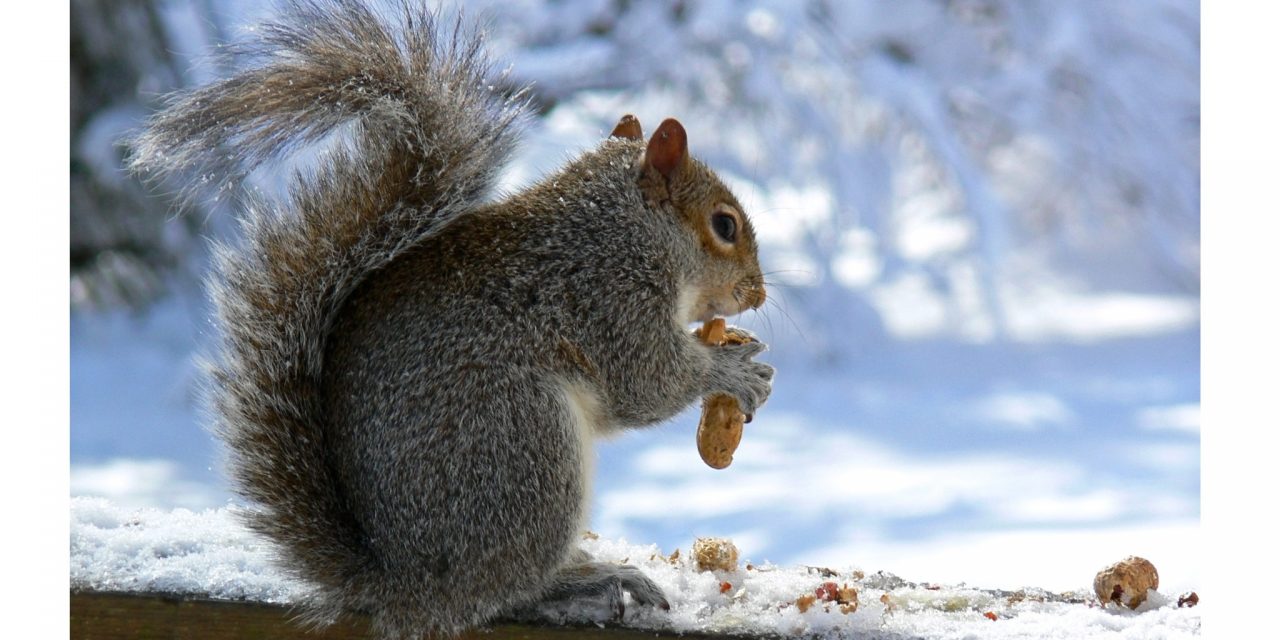 <span class="entry-title-primary">A meleg farok életmentő lehet</span> <span class="entry-subtitle">Ma van a mókusok napja</span>