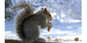 Keleti-parti szürke mókus télen (Fotó: Szappanos Veronika, SZMSZ)