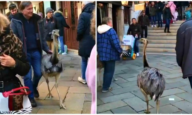 Emukat sétáltató turistákat bírságoltak meg Velencében (videó)