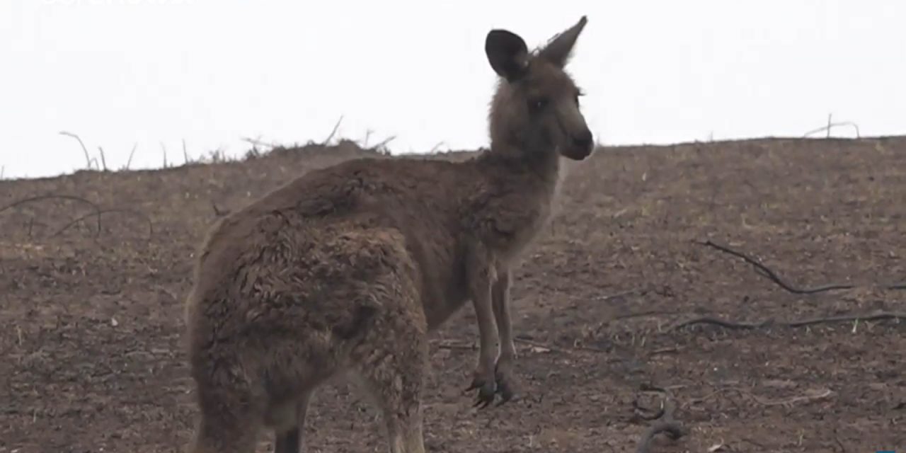 Egymilliárd fölött az ausztrál erdőtűzben elpusztult állatok száma (Videó)