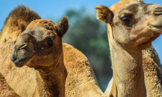 Ötezer tevét lőttek ki az aszály sújtotta Ausztráliában