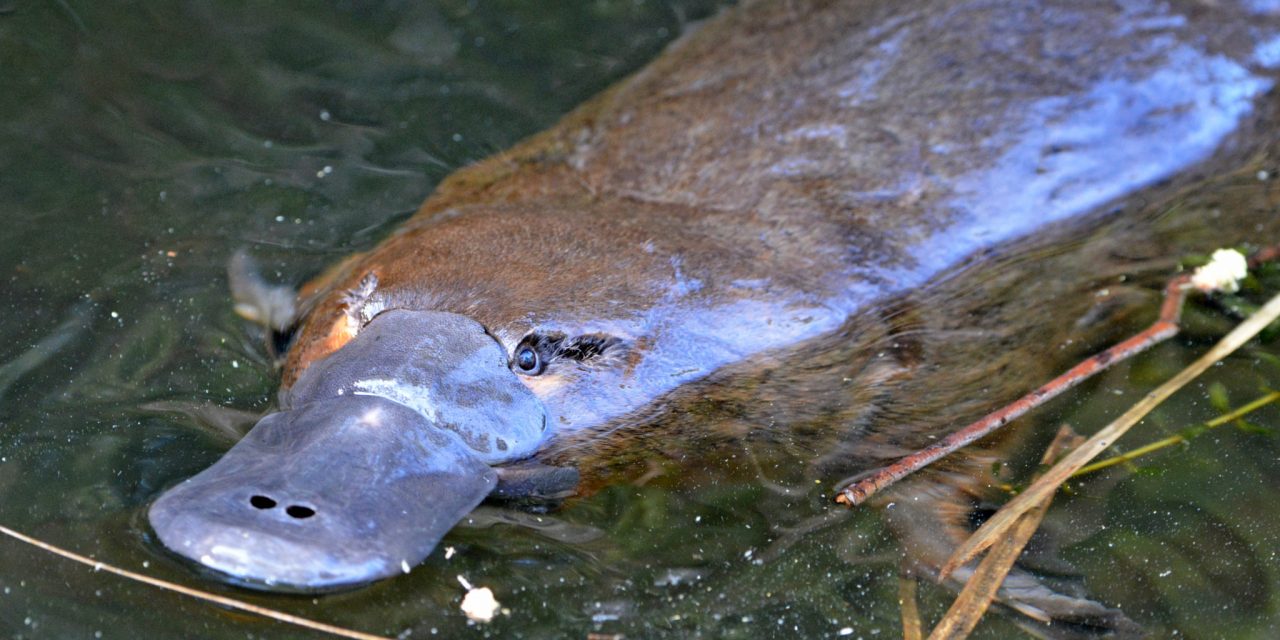 Kihalás fenyegeti a kacsacsőrű emlőst