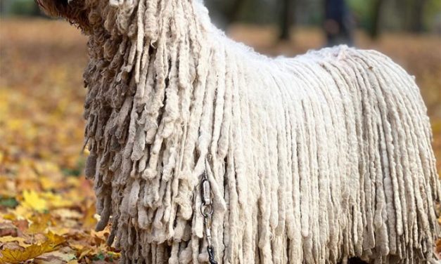 Magyar komondor az internet új sztárja (videó)
