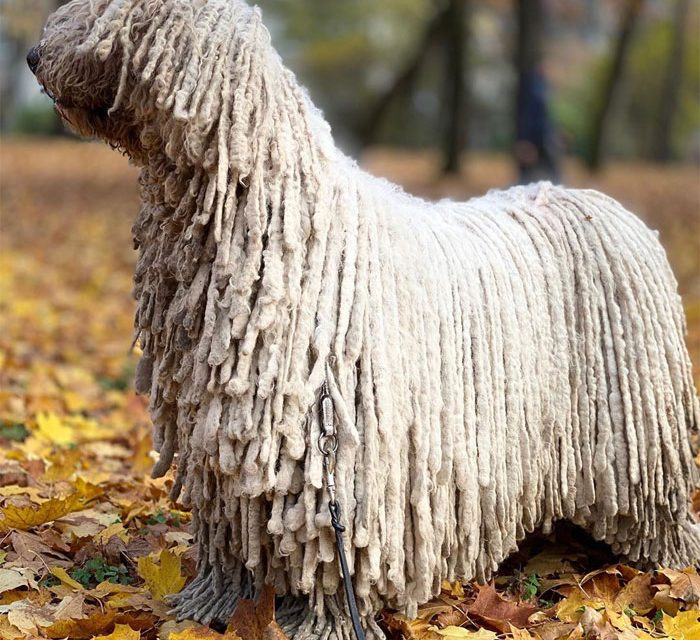 Magyar komondor az internet új sztárja (videó)