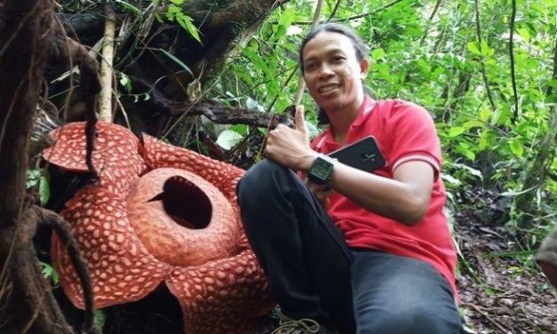 Kinyílt a világ legnagyobb virágja Indonéziában