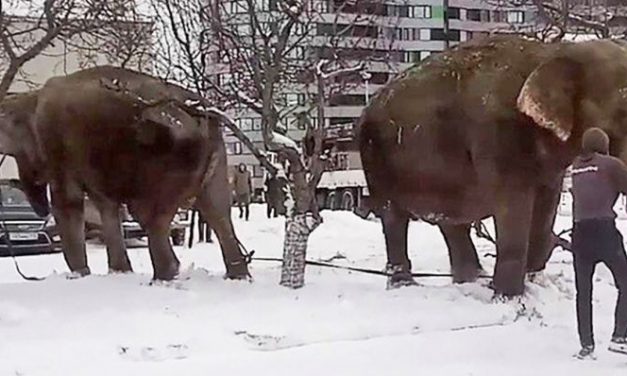Megszöktek a cirkuszi elefántok, hogy a hóban játszhassanak (videó)