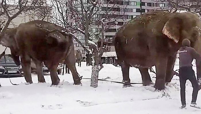Megszöktek a cirkuszi elefántok, hogy a hóban játszhassanak (videó)