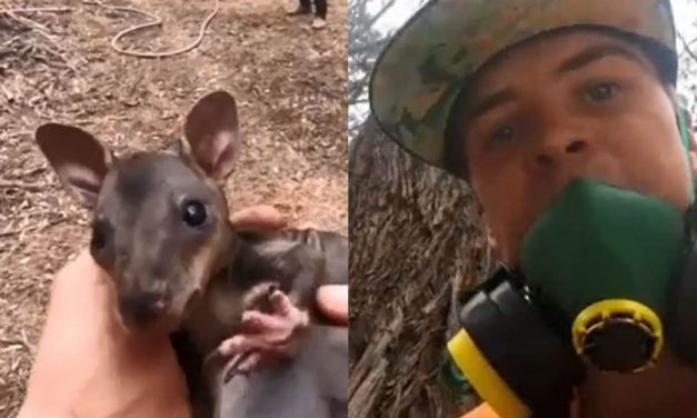 Egy ausztrál tűzoltó kengurubébit mentett ki a lángok közül (videó)