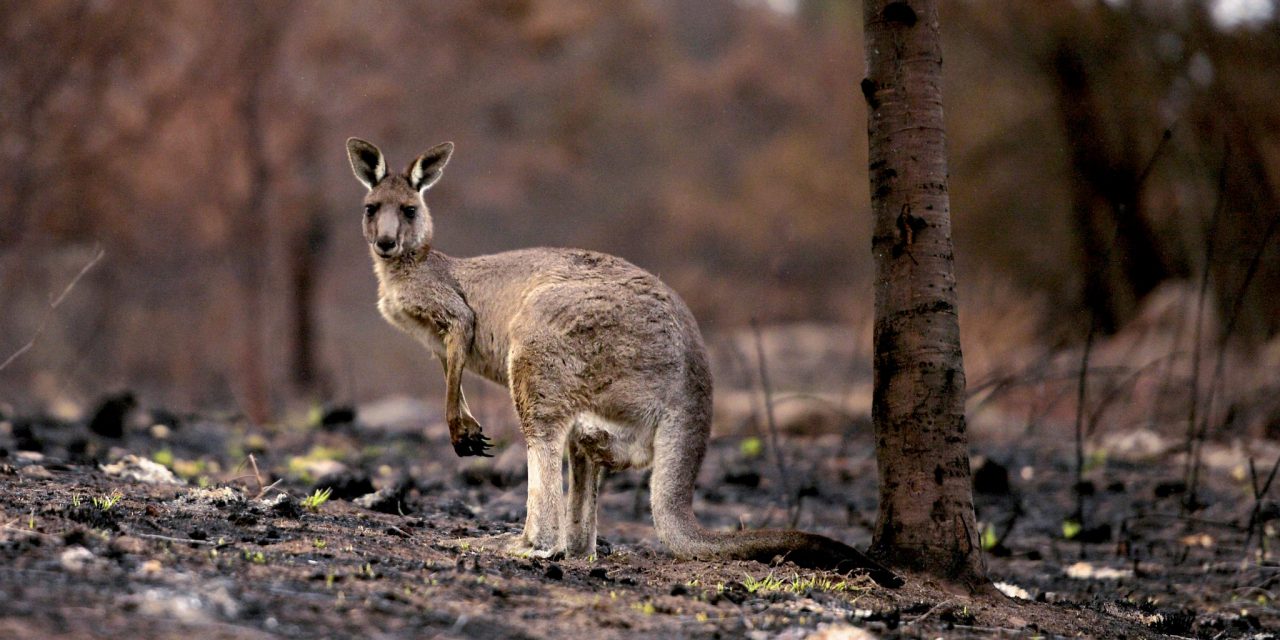 Több mint száz állatfaj szorul azonnali segítségre a szakértők szerint