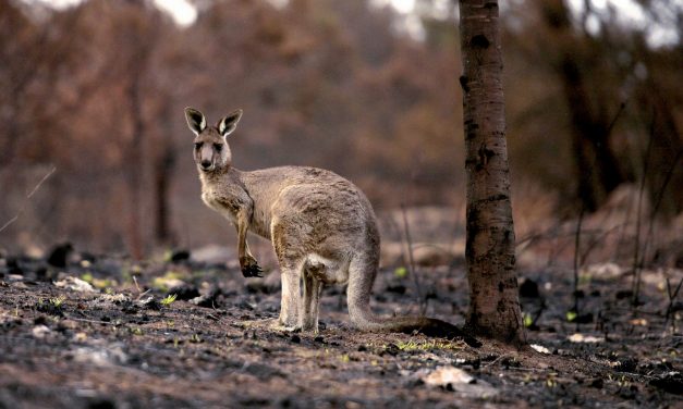 Több mint száz állatfaj szorul azonnali segítségre a szakértők szerint
