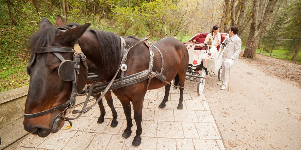 <span class="entry-title-primary">Állati furcsaságok</span> <span class="entry-subtitle">Szabó Palócz Attila vizuális prózaverse</span>