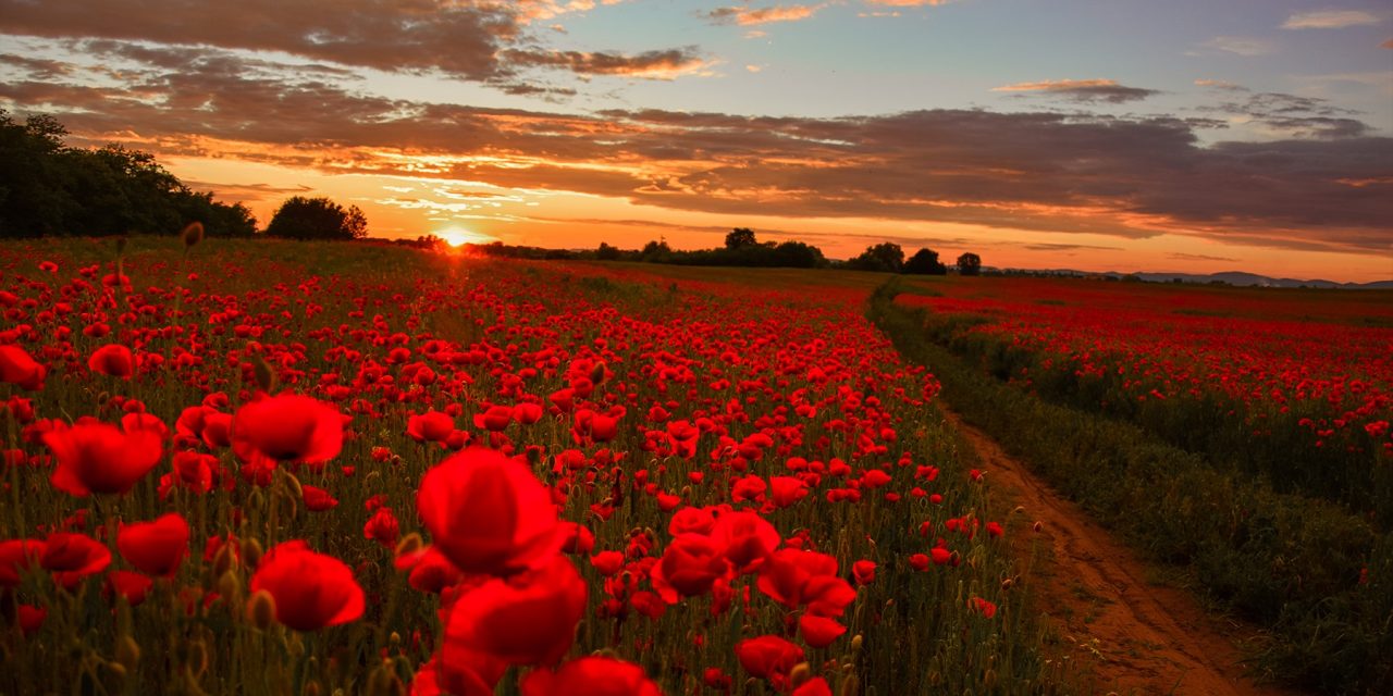 <span class="entry-title-primary">üvegcsontváz</span> <span class="entry-subtitle">Bartha György verse</span>