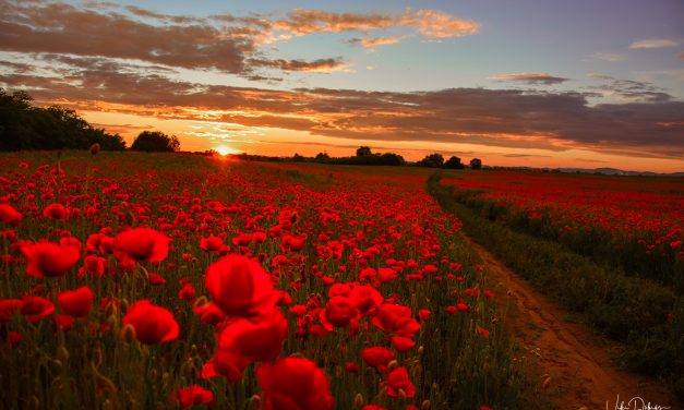 <span class="entry-title-primary">üvegcsontváz</span> <span class="entry-subtitle">Bartha György verse</span>