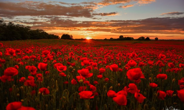 <span class="entry-title-primary">66 álom temetője</span> <span class="entry-subtitle">Bartha György verse</span>