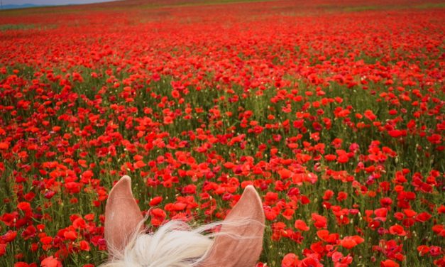 <span class="entry-title-primary">átfogó</span> <span class="entry-subtitle">Bartha György verse</span>