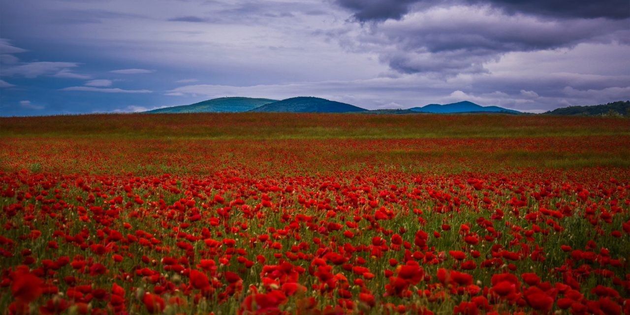 <span class="entry-title-primary">falfirka</span> <span class="entry-subtitle">Bartha György verse</span>