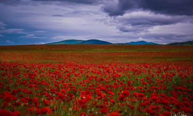 <span class="entry-title-primary">falfirka</span> <span class="entry-subtitle">Bartha György verse</span>