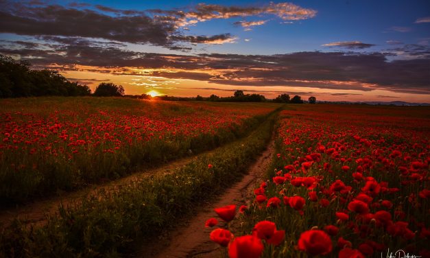 <span class="entry-title-primary">a gond</span> <span class="entry-subtitle">Bartha György verse</span>