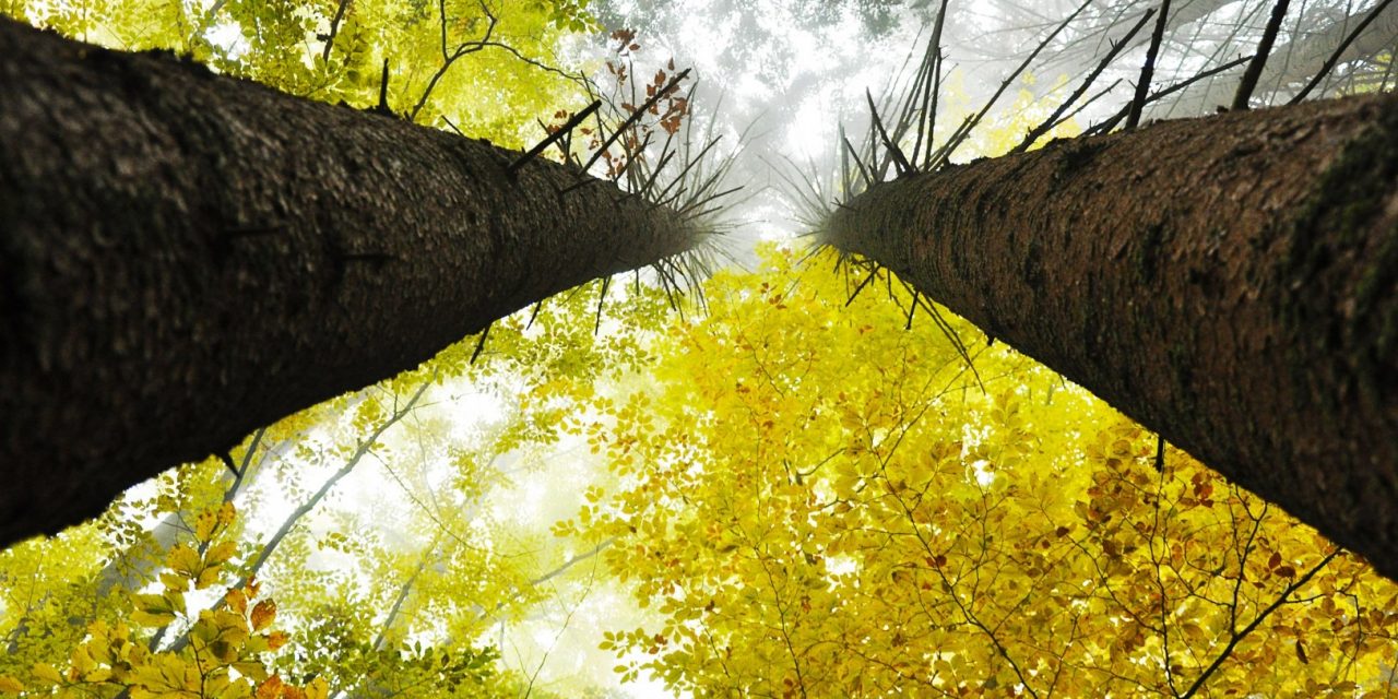 <span class="entry-title-primary">XCIX. szonett</span> <span class="entry-subtitle">William Shakespeare költeménye</span>