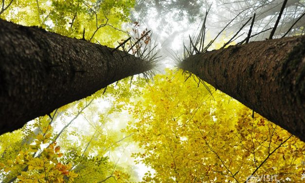 <span class="entry-title-primary">XCIX. szonett</span> <span class="entry-subtitle">William Shakespeare költeménye</span>