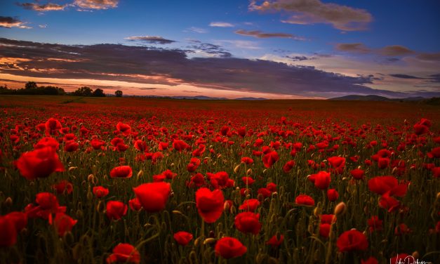 <span class="entry-title-primary">a gyakorlatias</span> <span class="entry-subtitle">Bartha György verse</span>