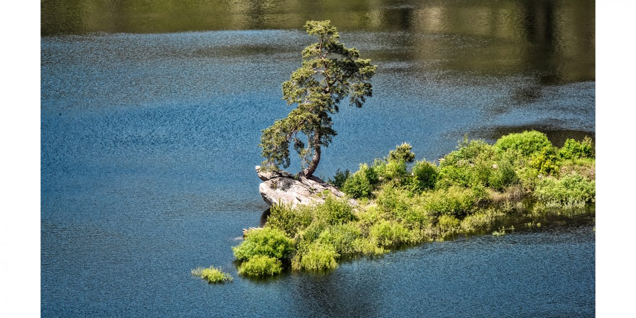 <span class="entry-title-primary">Szavazhatunk az Európai Év Fájára</span> <span class="entry-subtitle">Több szomszédállam is a történelmi magyar területek fáit jelölte</span>