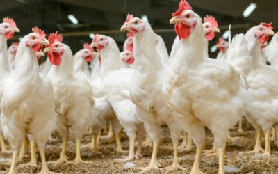 Illegális baromfiólra bukkantak Újvidéken