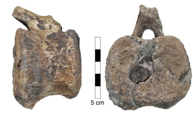 A mai embernél is megtalálható daganatot azonosítottak egy dinoszaurusz csigolyáján