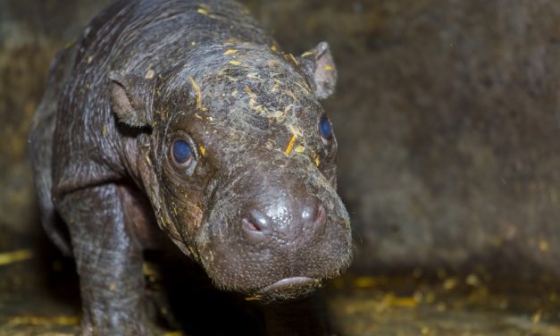 Törpe víziló született a Szegedi Vadasparkban