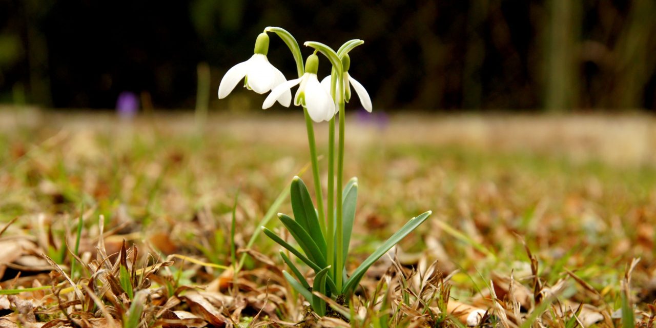 Soha nem volt még ilyen meleg a január