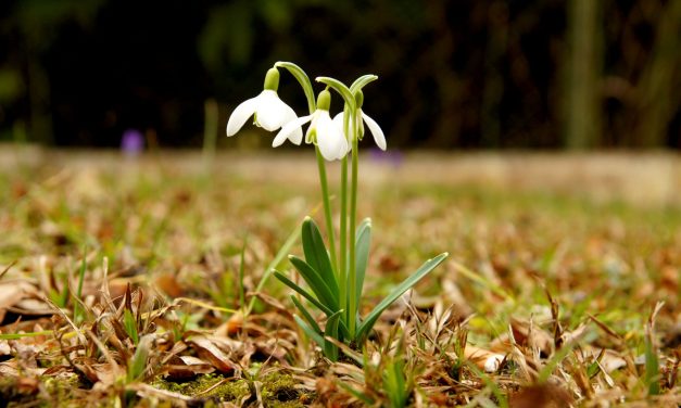 Soha nem volt még ilyen meleg a január