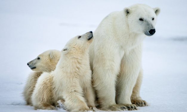 Összeírják a jegesmedvéket Oroszországban