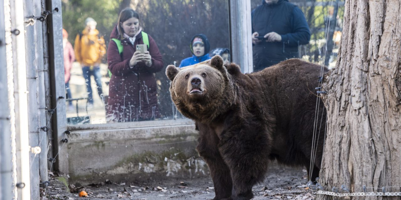Meglátta árnyékát a budapesti állatkert medvéje