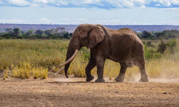 Elpusztult Nagy Tim, az egyik utolsó óriásagyarú afrikai elefánt