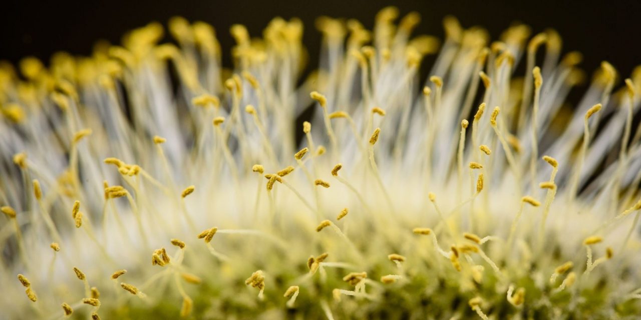 Az enyhe időjárás miatt idén korábban kezdődik a pollenszezon