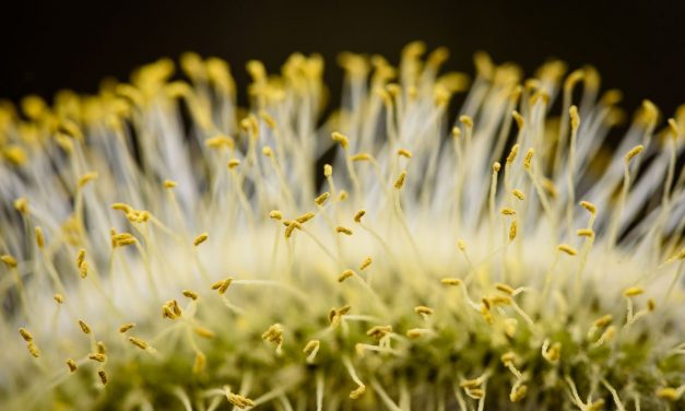 Az enyhe időjárás miatt idén korábban kezdődik a pollenszezon