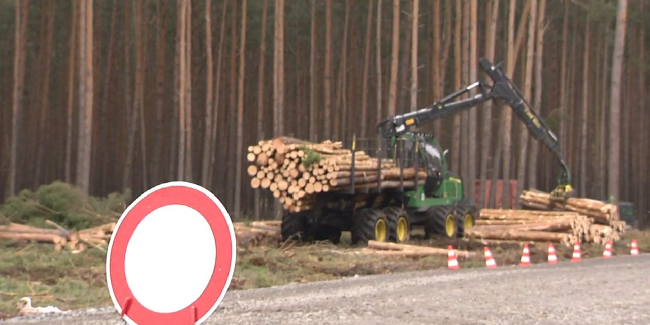 Bíróság: Folytatódhat az erdőirtás, épülhet a Tesla gigantikus autógyára (Videó)
