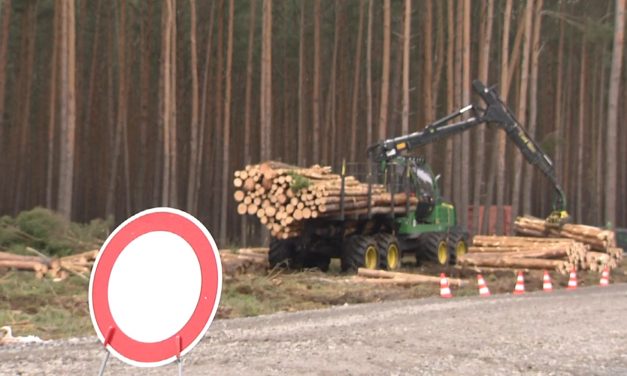 Bíróság: Folytatódhat az erdőirtás, épülhet a Tesla gigantikus autógyára (Videó)