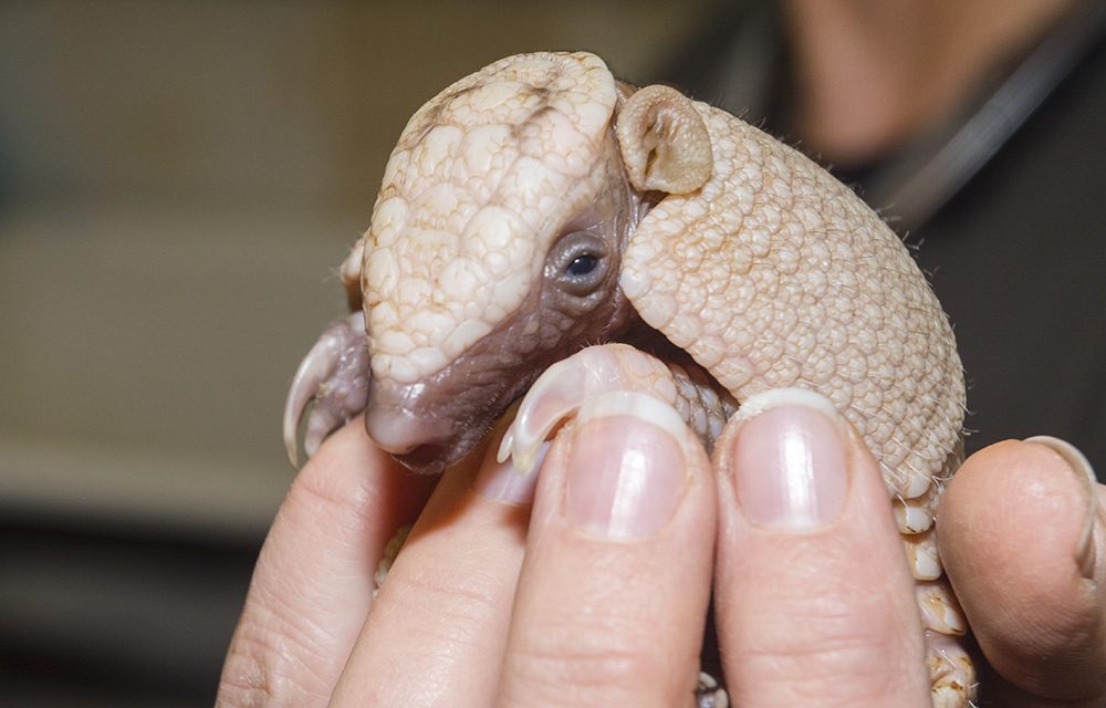 Háromöves tatu született a Szegedi Vadasparkban