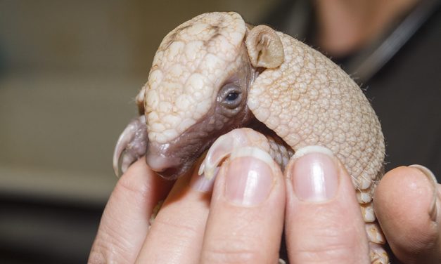 Háromöves tatu született a Szegedi Vadasparkban