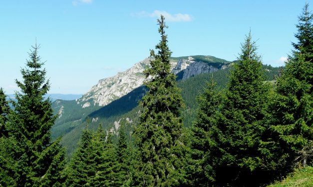 Egymillió köbméternyi fát döntött ki az ítéletidő Erdélyben