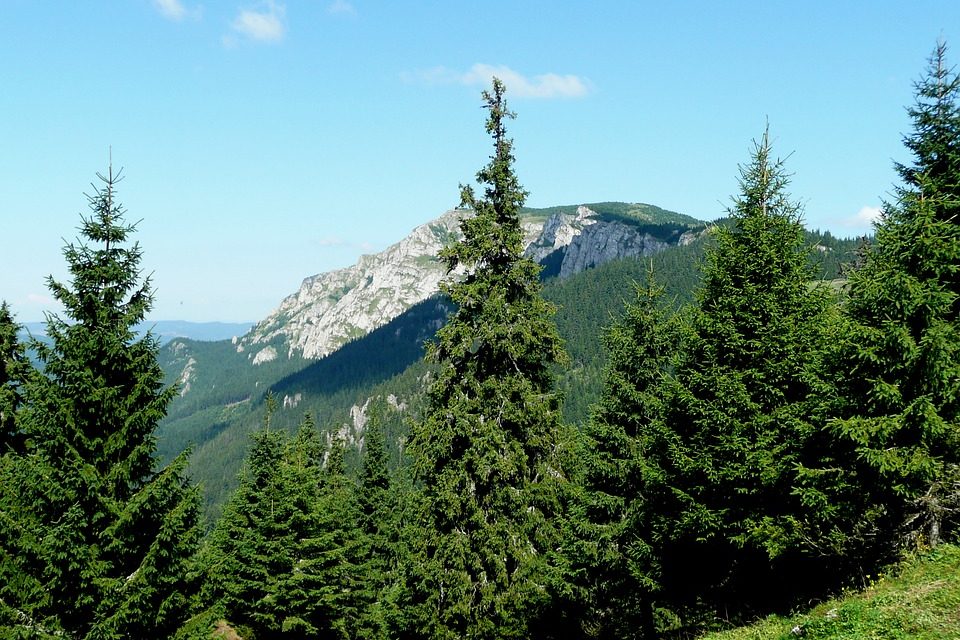 Egymillió köbméternyi fát döntött ki az ítéletidő Erdélyben