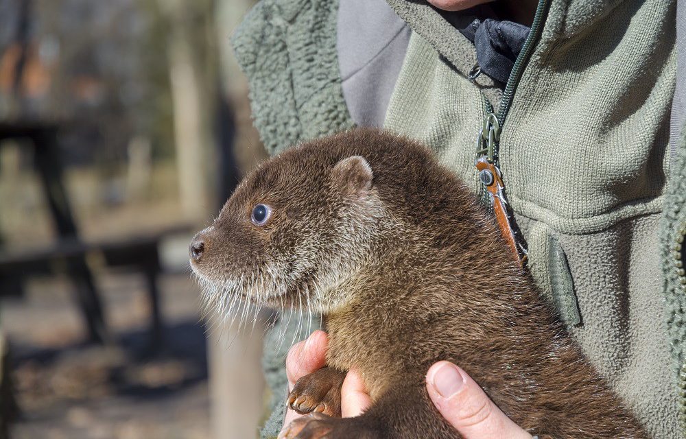 Mentett vidrakölyköt nevelnek a Szegedi Vadasparkban (videó)