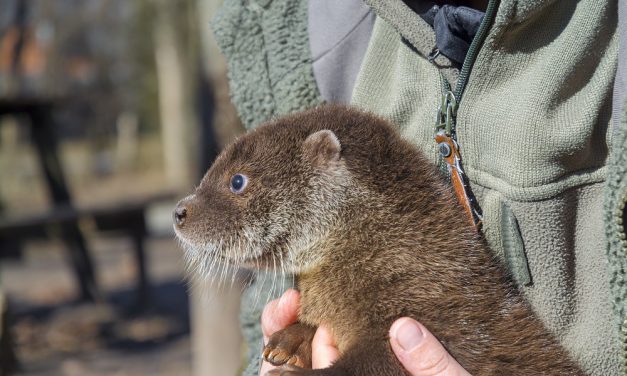 Mentett vidrakölyköt nevelnek a Szegedi Vadasparkban (videó)