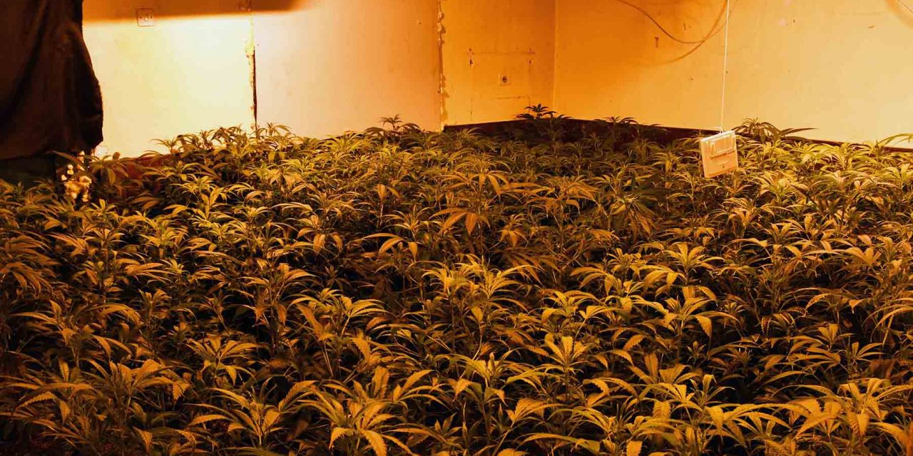 Zichyfalván termesztett marihuánát három belgrádi férfi (Fotó)