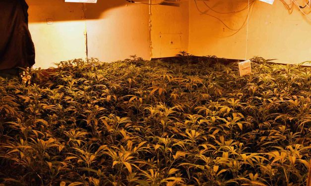 Zichyfalván termesztett marihuánát három belgrádi férfi (Fotó)