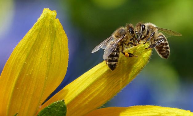 <span class="entry-title-primary">Lehet, hogy a legrövidebb világnap lesz</span> <span class="entry-subtitle">Addig kell odafigyelni a méhekre, amíg vannak</span>